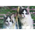 5D Elmas Boyama Kedi Tablosu